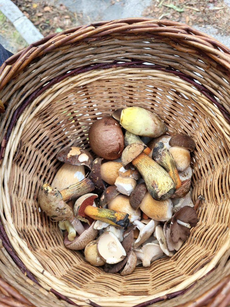 Sortie champignons Bois de Versoix
