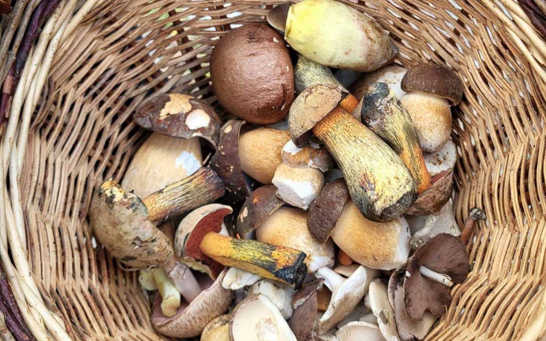 Sortie champignons du 11 septembre 2025