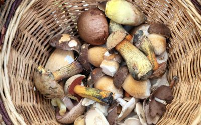 Sortie champignons du 11 septembre 2025