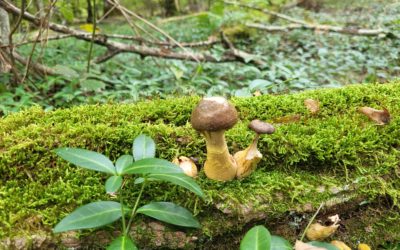 Sortie champignons du 4 octobre 2025